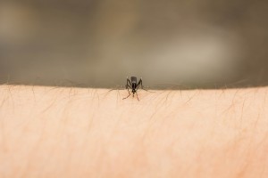 Prevent-mosquito-and-tick-bites-this-summer-reduce-Zika-virus-and-Lyme-disease-risk-300×200
