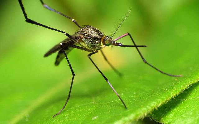 mosquito.jpg.662x0_q70_crop-scale