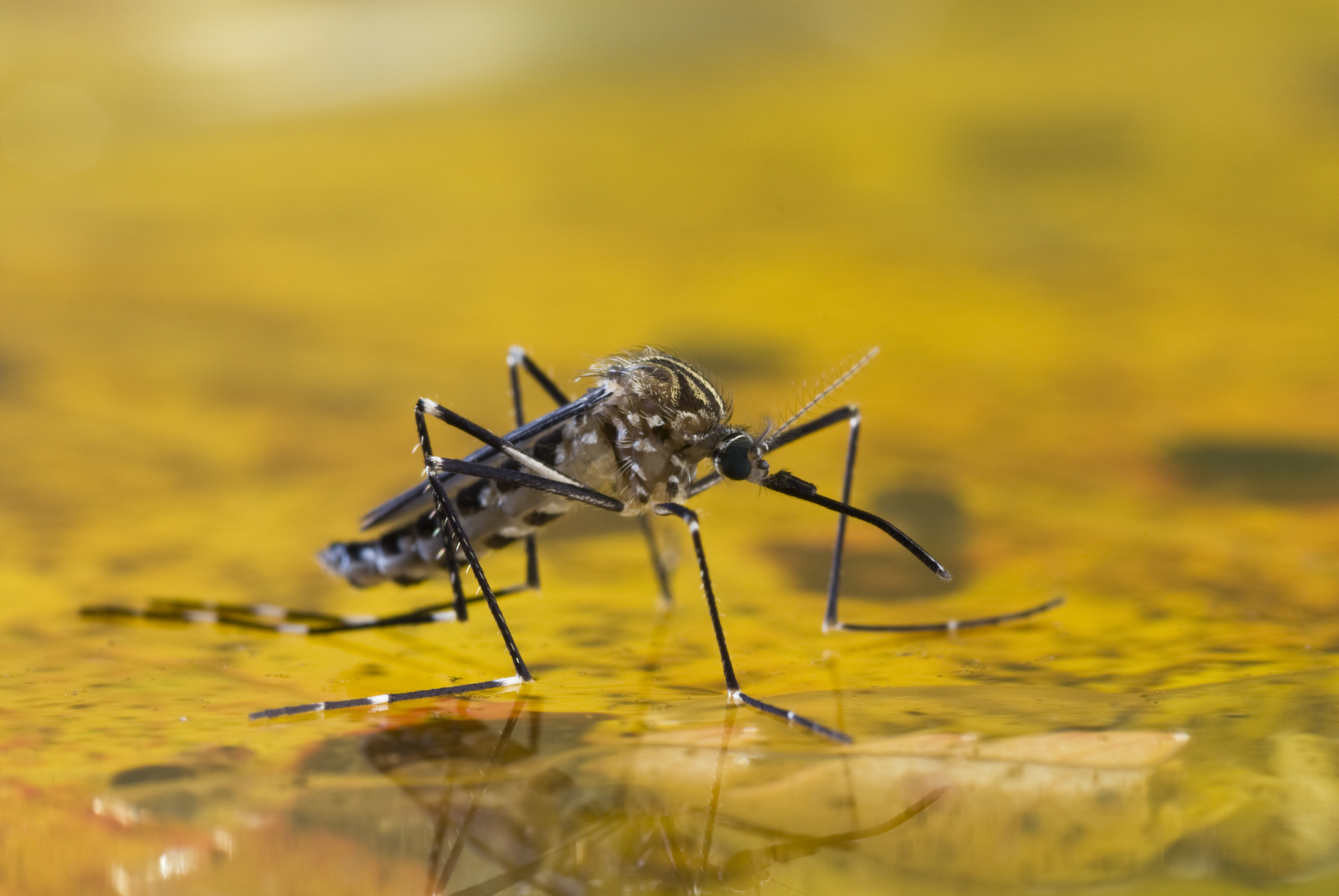 The Reemergence of Malaria in Texas Risks, Impacts, and Prevention R
